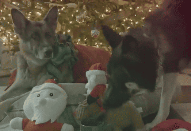 Biden dogs star in adorable video wishing Americans a Merry Christmas.