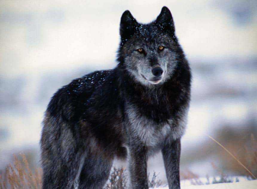 Montana Gov. Greg Gianforte broke state rule to kill Yellowstone wolf.