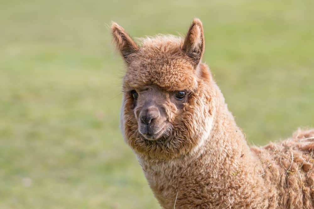 Woman uses fraudulent PPP loan to buy a farm and alpacas.