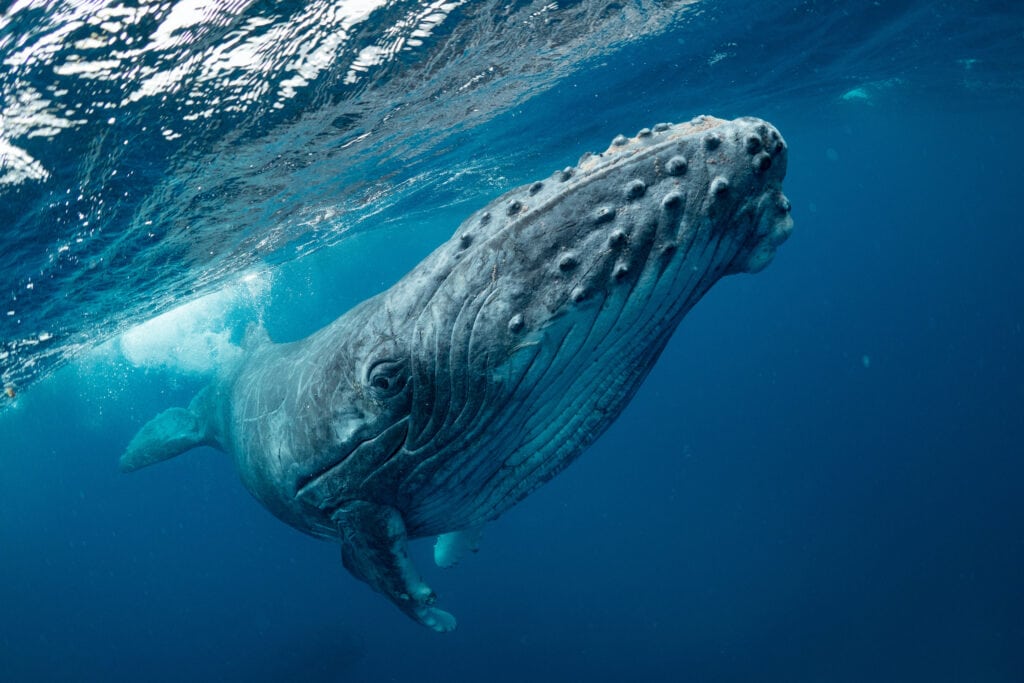 "Oh my God, I’m in a whale’s mouth": Lobster diver survives being swallowed by a whale.