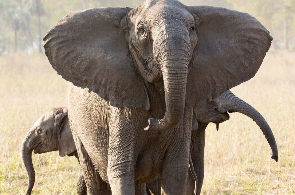 Elephants are rapidly evolving to lose their tusks under pressure from poachers, study finds.